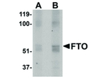 FTO Antibody in Western Blot (WB)