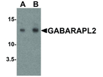 GABARAPL2 Antibody in Western Blot (WB)