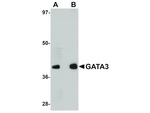 GATA3 Antibody in Western Blot (WB)