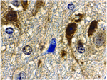 GBL Antibody in Immunohistochemistry (Paraffin) (IHC (P))