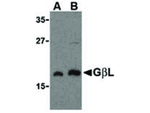 GBL Antibody in Western Blot (WB)