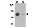 GBP6 Antibody in Western Blot (WB)