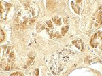 GDPD5 Antibody in Immunohistochemistry (Paraffin) (IHC (P))