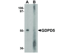 GDPD5 Antibody in Western Blot (WB)