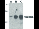 GITRL Antibody in Western Blot (WB)