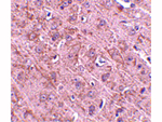 GLE1 Antibody in Immunohistochemistry (Paraffin) (IHC (P))