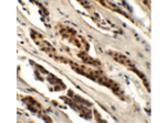GLS2 Antibody in Immunohistochemistry (Paraffin) (IHC (P))