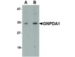 GNPDA1 Antibody in Western Blot (WB)