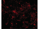 GNPDA2 Antibody in Immunocytochemistry (ICC/IF)