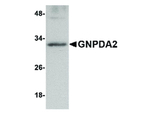 GNPDA2 Antibody in Western Blot (WB)
