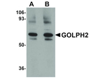 GOLPH2 Antibody in Western Blot (WB)