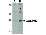 GOLPH3 Antibody in Western Blot (WB)