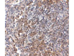 GPR3 Antibody in Immunohistochemistry (Paraffin) (IHC (P))