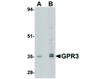 GPR3 Antibody in Western Blot (WB)