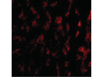 GPVI Polyclonal Antibody