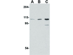 GRIK1 Antibody in Western Blot (WB)