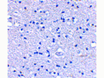 GRIK4 Antibody in Immunohistochemistry (Paraffin) (IHC (P))
