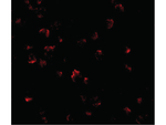 GRTP1 Antibody in Immunocytochemistry (ICC/IF)