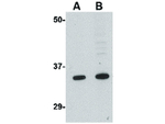 GRTP1 Antibody in Western Blot (WB)