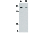 GRTP1 Polyclonal Antibody