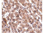 HAAO Antibody in Immunohistochemistry (Paraffin) (IHC (P))