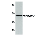 HAAO Antibody in Western Blot (WB)