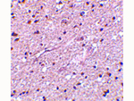 HAP1 Antibody in Immunohistochemistry (Paraffin) (IHC (P))