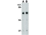HAP1 Antibody in Western Blot (WB)