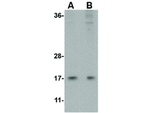 HINT1 Antibody in Western Blot (WB)