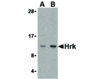 HRK Polyclonal Antibody