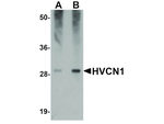 HVCN1 Antibody in Western Blot (WB)