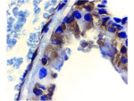 ICAD Antibody in Immunohistochemistry (Paraffin) (IHC (P))