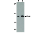 IDH1 Antibody in Western Blot (WB)