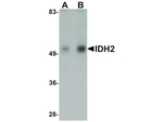 IDH2 Antibody in Western Blot (WB)