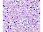 IEX1 Antibody in Immunohistochemistry (Paraffin) (IHC (P))