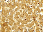 IFIT3 Polyclonal Antibody