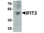 IFIT3 Antibody in Western Blot (WB)