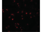 IFITM1 Antibody in Immunocytochemistry (ICC/IF)