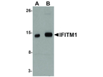 IFITM1 Antibody in Western Blot (WB)