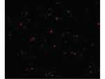 IFN beta Polyclonal Antibody