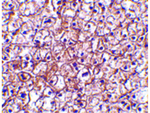 IFN beta Antibody in Immunohistochemistry (Paraffin) (IHC (P))