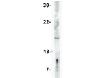 IFN beta Antibody in Western Blot (WB)
