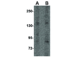 IL-16 Antibody in Western Blot (WB)