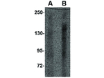 IL-16 Antibody in Western Blot (WB)