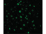 IL-22 Receptor Antibody in Immunocytochemistry (ICC/IF)