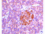 IL-23 Antibody in Immunohistochemistry (Paraffin) (IHC (P))