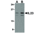 IL-23 Antibody in Western Blot (WB)