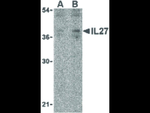 IL-27 Antibody in Western Blot (WB)