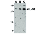 IL-31 Antibody in Western Blot (WB)