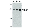 IL-31 Antibody in Western Blot (WB)